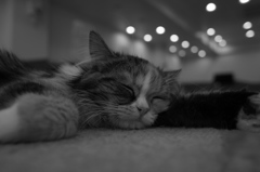 猫カフェにて