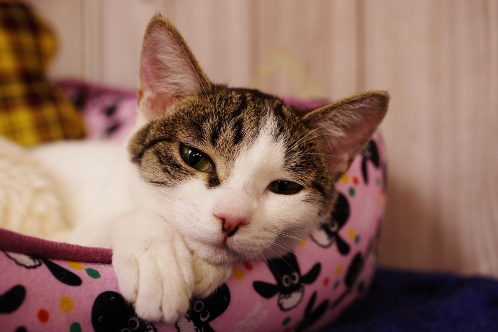 猫カフェにて