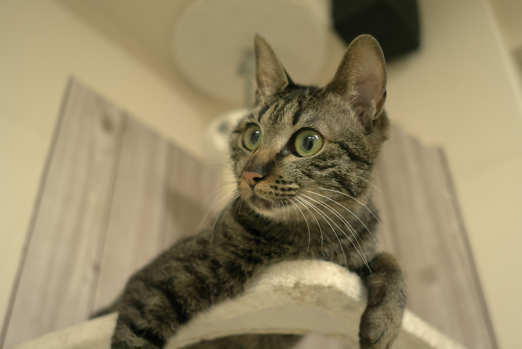 猫カフェにて