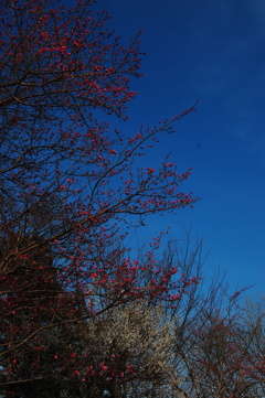 紅白