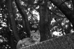 新寺小路の野良猫