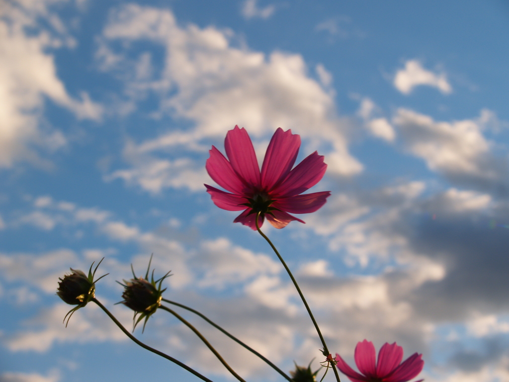 秋桜③