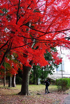 晩秋の紅葉