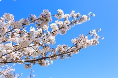 河川敷の桜