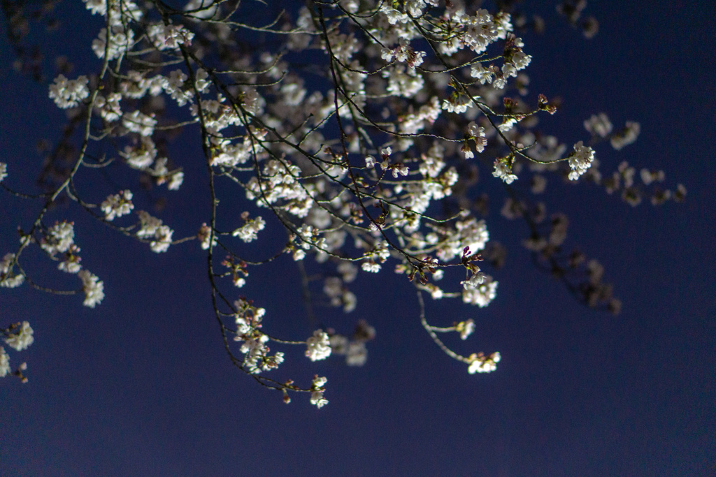 夜桜