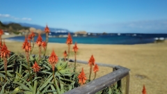 花と海岸