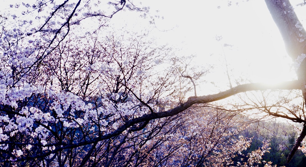 昨年の吉野の桜。多分初めてお下がりのNEX5を使って取りに行った時の写真