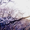 昨年の吉野の桜。多分初めてお下がりのNEX5を使って取りに行った時の写真