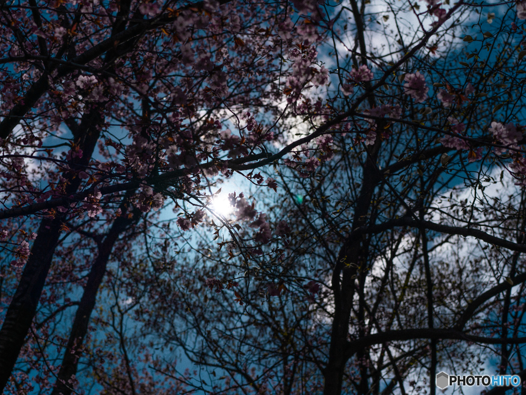 暗い森から見上げた桜と空