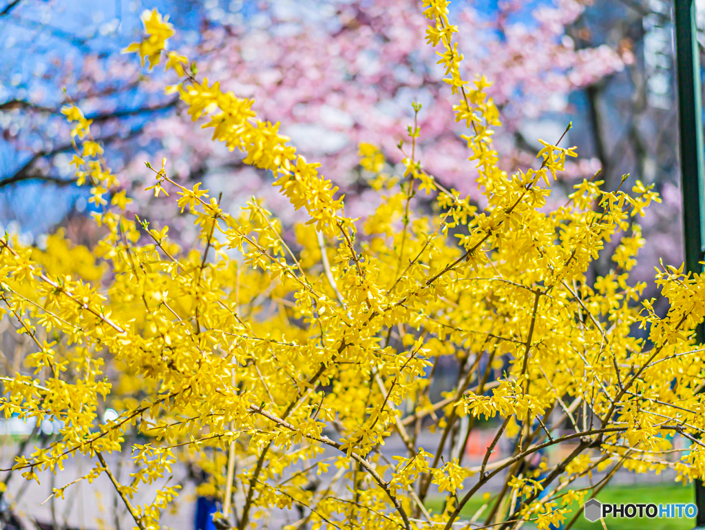 レンギョウと桜