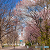 大通公園[桜]