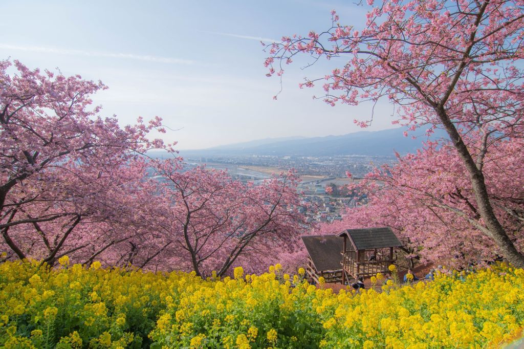 河津桜と菜の花と