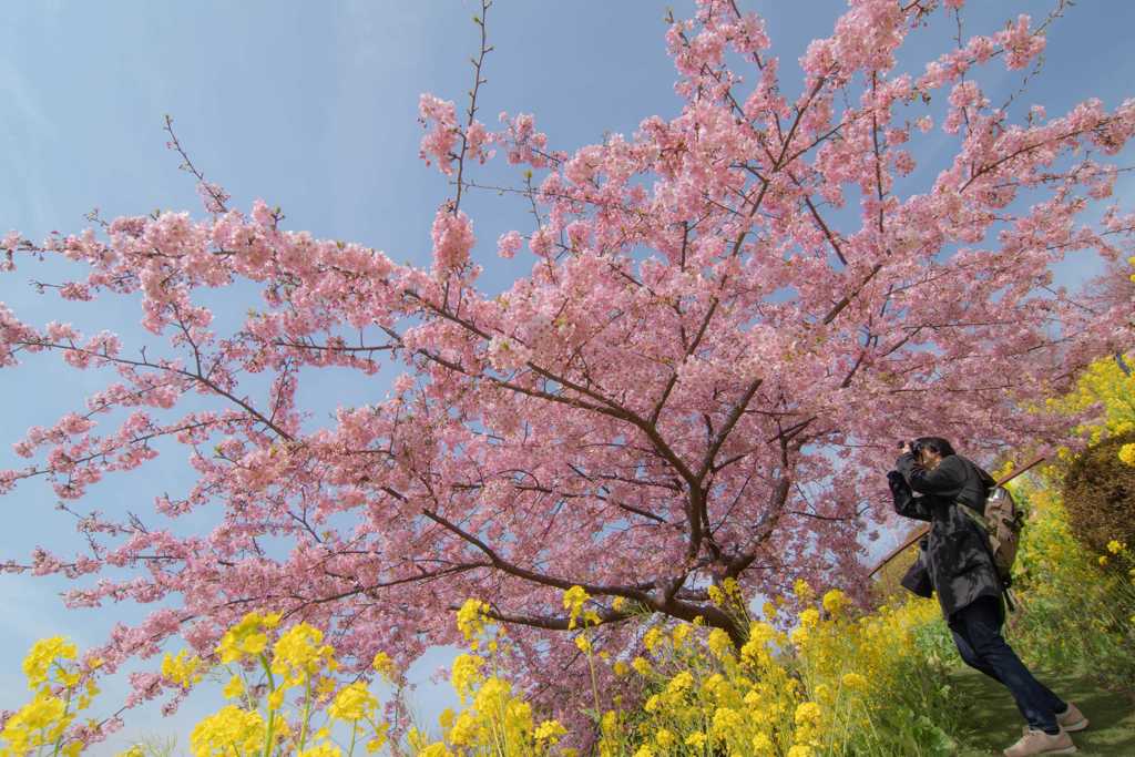 河津桜と菜の花と