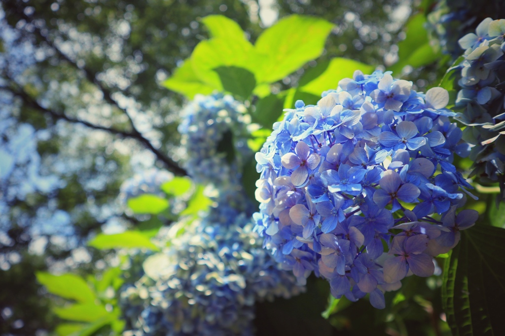 紫陽花