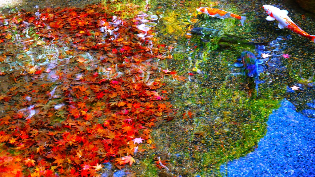 眠る紅、揺蕩う紅