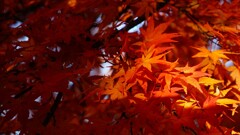 紅と玄の間に