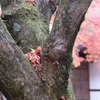 暖かそうな落葉