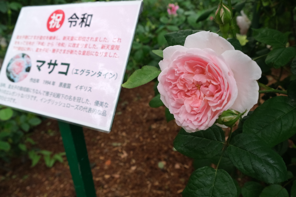 祝　令和