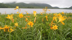 ニッコウキスゲ