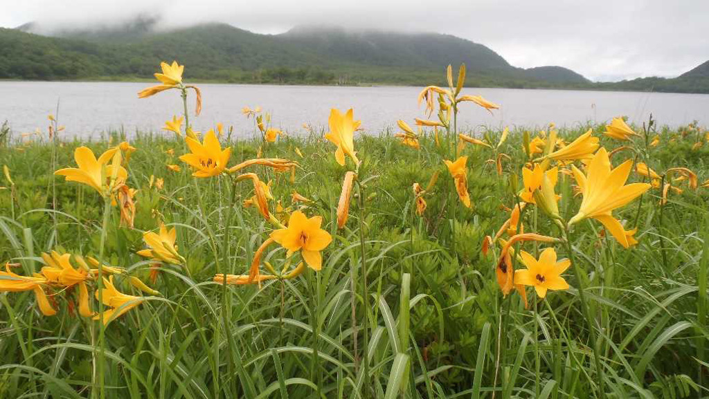 ニッコウキスゲ
