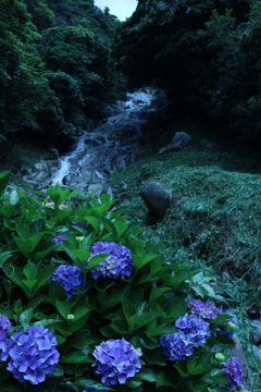 滝・紫陽花