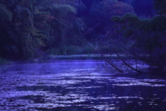 朝霧