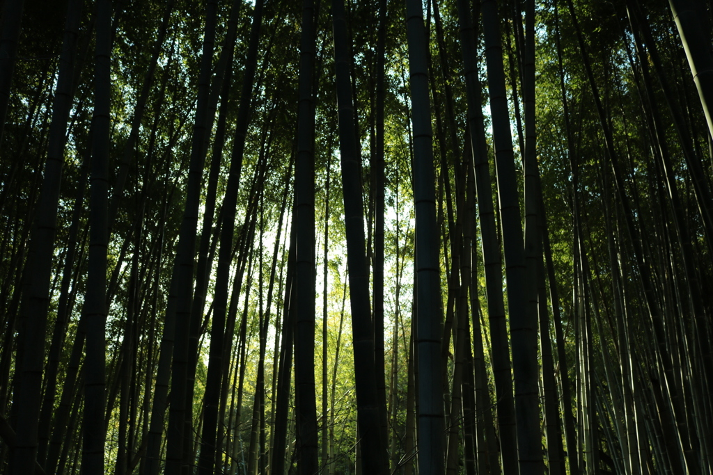bamboo