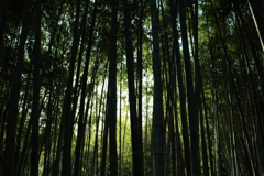 bamboo