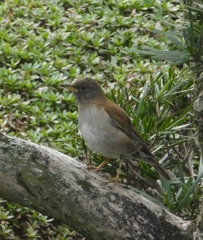 シロハラ　20190330_