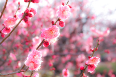 梅の花