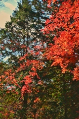 嵐山渓谷紅葉