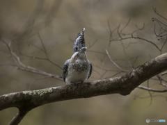 鳥　その2