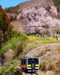 戸津辺の桜と鉄道