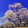 戸津辺の桜