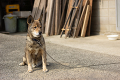 出会った老犬