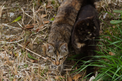 猫と猫