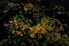 DSCF2099
