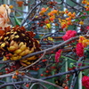 DSCF5391