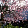 DSCF8794