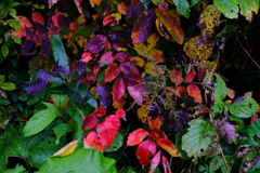 DSCF2291