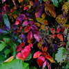 DSCF2291