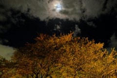 DSCF8762
