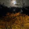 DSCF8762