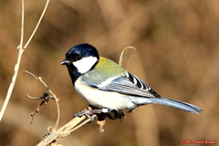 Parus minor