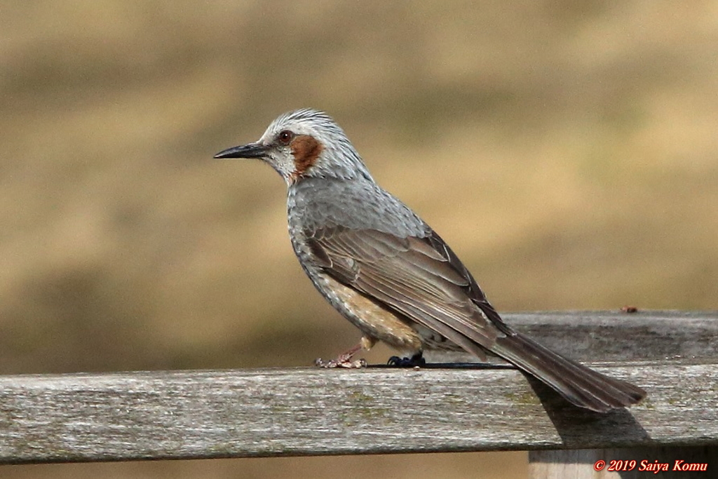 Hypsipetes amaurotis