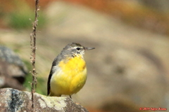 Motacilla cinerea