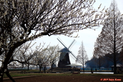 Scenery with windmill①