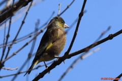 Oriental Greenfinch