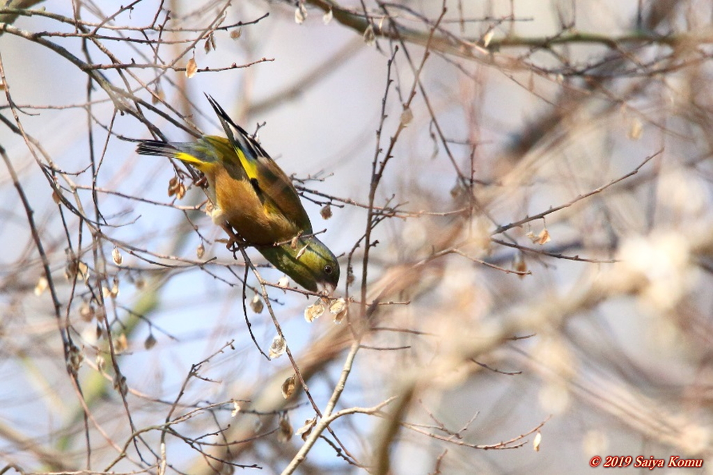 Chloris sinica