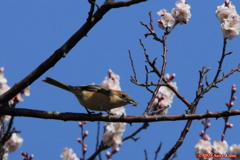 Lanius bucephalus